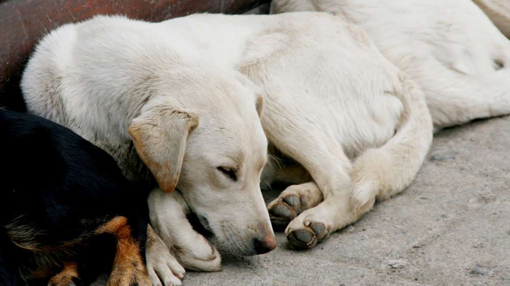 Ein Herz für Tiere. NIESEN unterstützt Hilfe für rumänische Straßenhunde